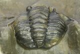 Multi-Toned Diademaproetus Trilobite - Ofaten, Morocco #286542-4